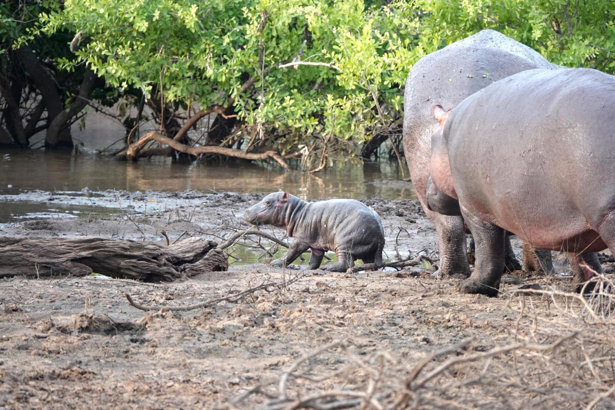 Senalala Safari Lodge Khu bảo tồn Khu bảo tồn Klaserie Private Nature Reserve Ngoại thất bức ảnh